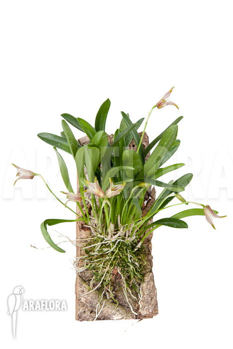 Masdevallia striatella ‘mounted’