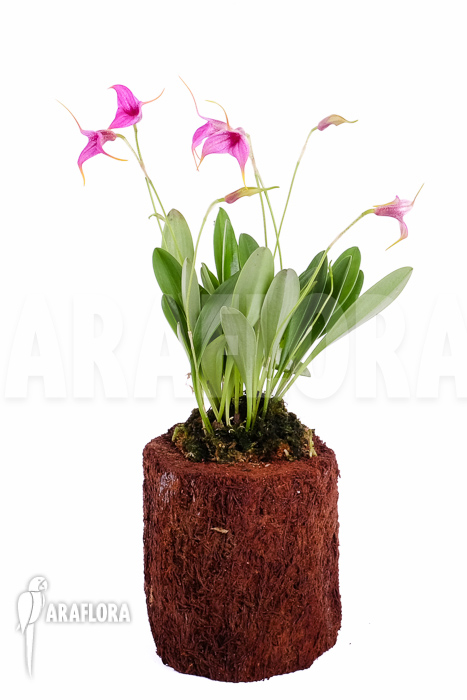 Masdevallia x Purple Prince flower