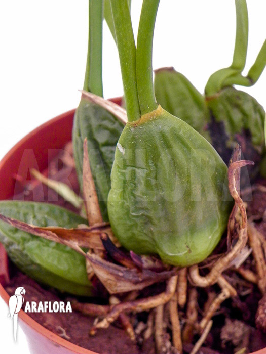 Maxillaria chrysantha