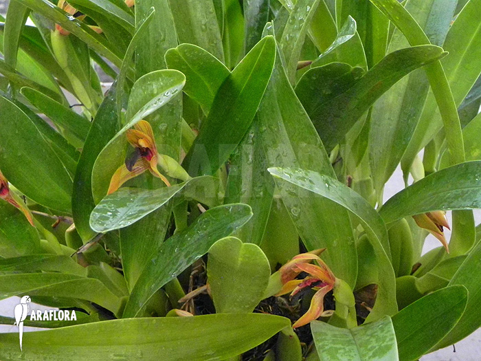 Maxillaria cucullata