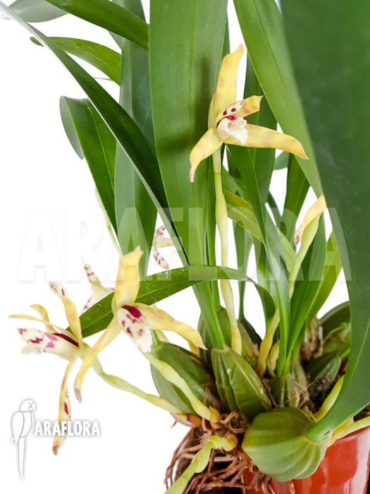 Maxillaria picta