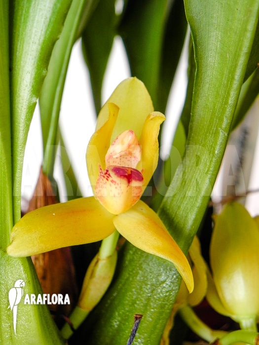 Maxillaria rufescens ‘yellow flower’