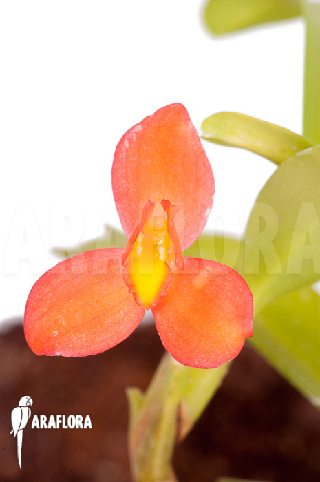 Maxillaria-sophronitis-3