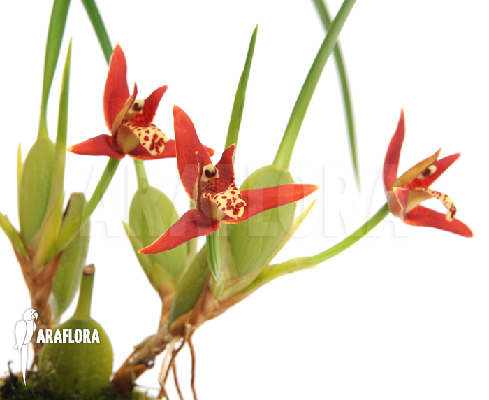 Maxillaria tenuifolia