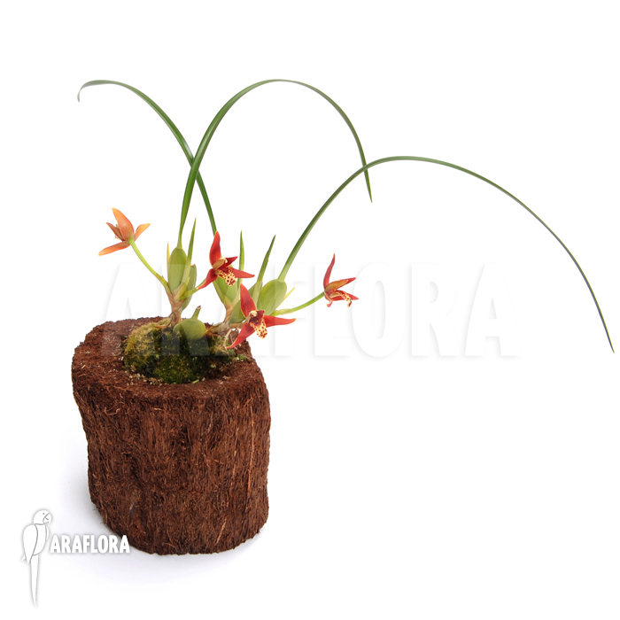 Maxillaria tenuifolia
