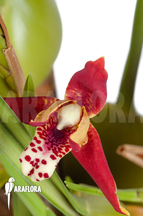 Maxillaria tenuifolia ‘L’