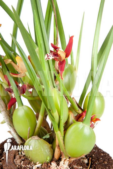 Maxillaria tenuifolia ‘L’