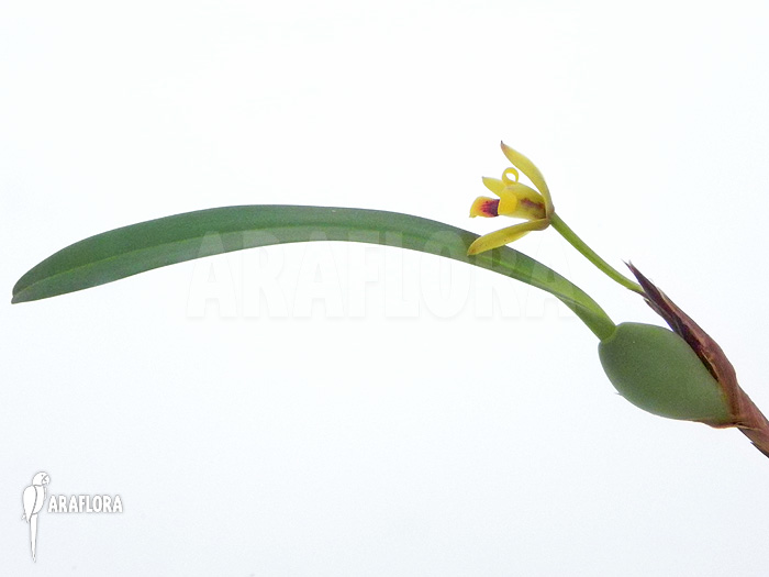 Maxillaria variabilis ‘S’