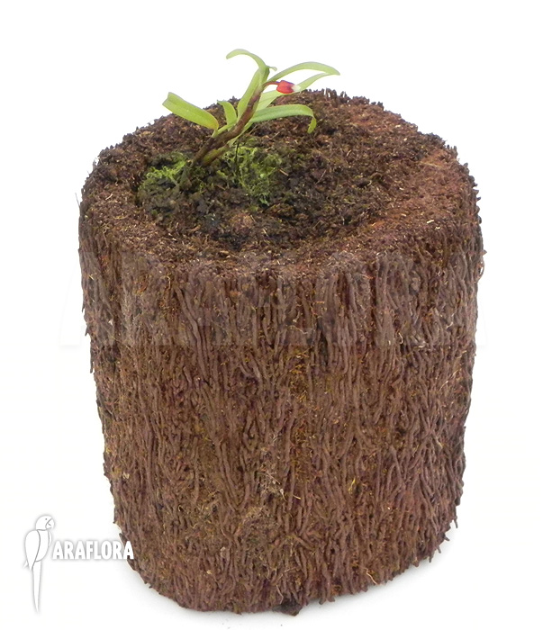 Mediocalcar bifolium