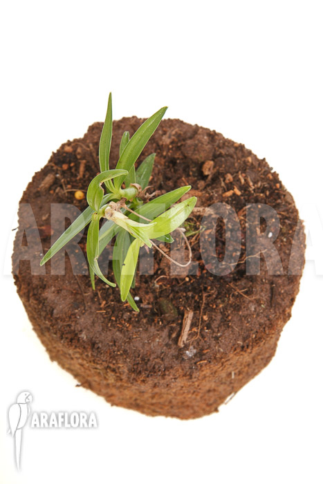 Mediocalcar umboiense