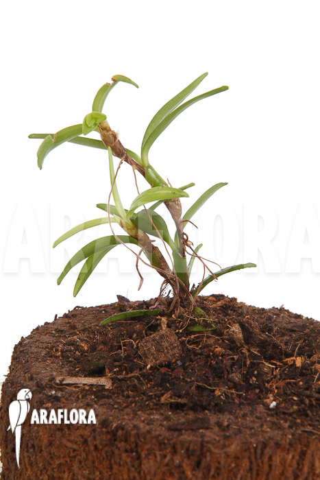 Mediocalcar umboiense