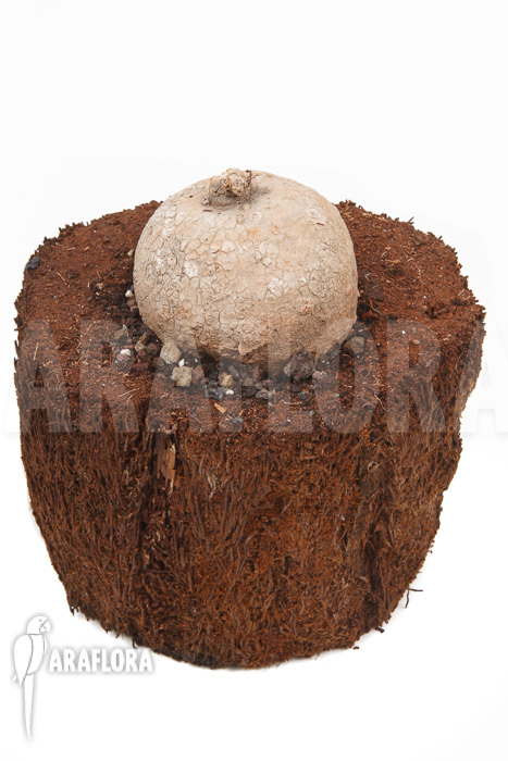 Merremia hollubii (Ipomoea hollubii)