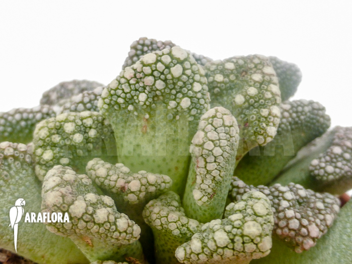 Mesembryanthemum hugo-schlechteri