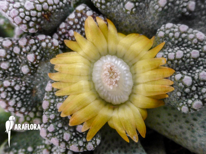 Mesembryanthemum hugo-schlechteri flower