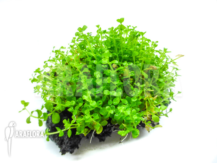 Micranthemum species ‘FV01’