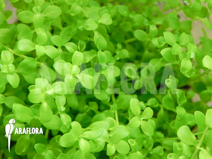 Micranthemum species ‘FV01’