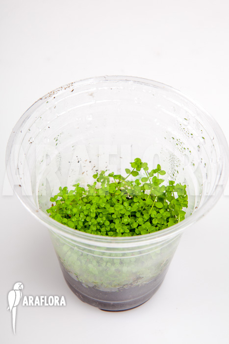 Micranthemum species ‘FV01’