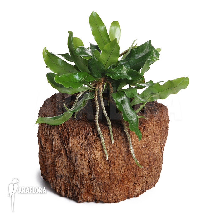 Microgramma lycopodioides