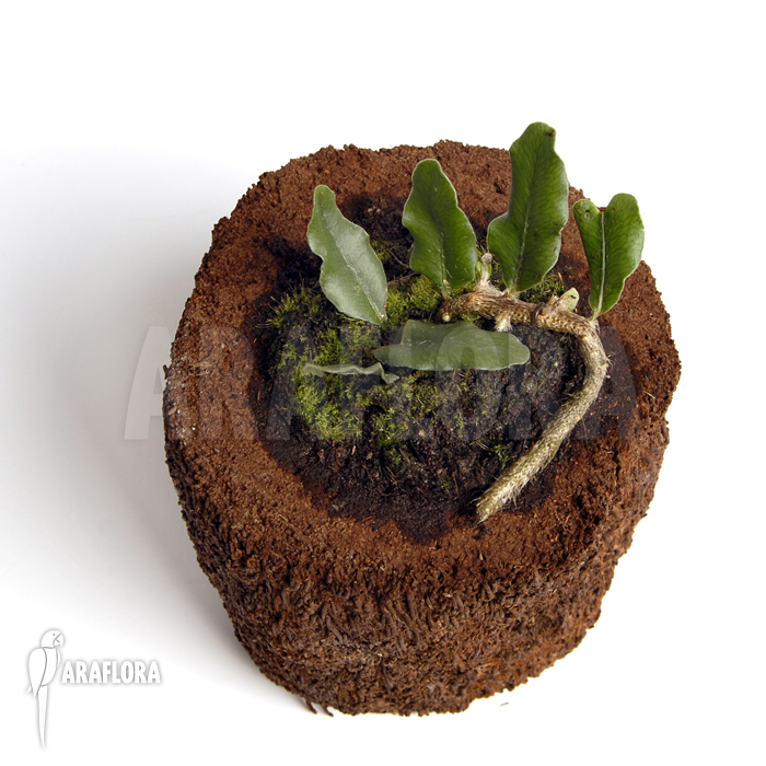 Microgramma squamulosa