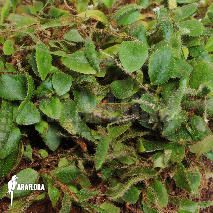 Microgramma tecta  var. nana