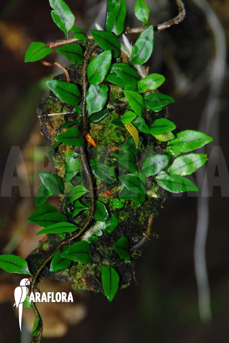 Microgramma vaccinifolia