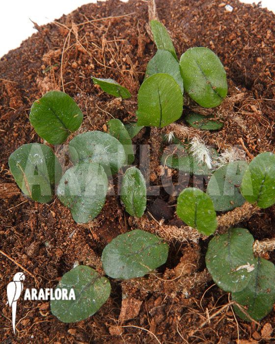 Microgramma vaccinifolia starter