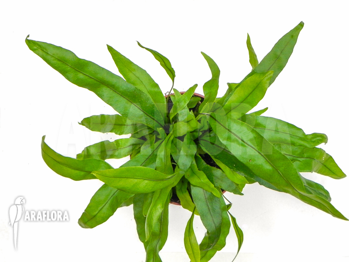 Microsorum diversifolium