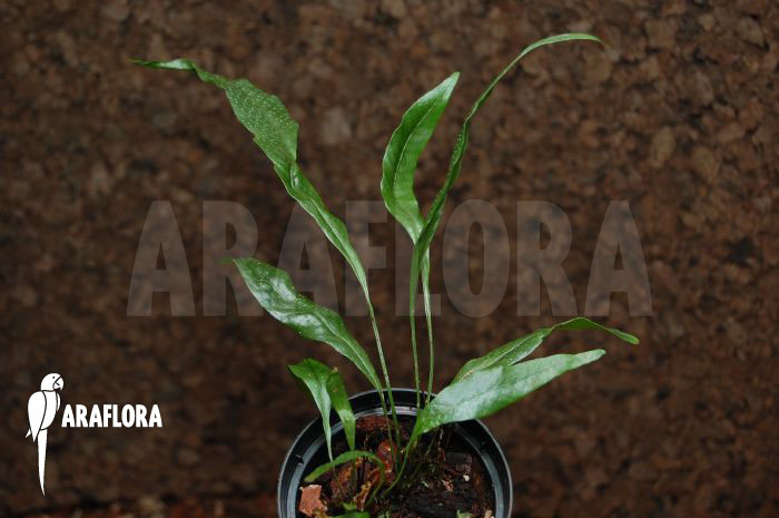 Microsorum musifolium