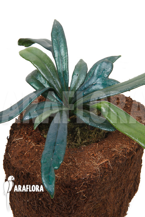 Microsorum steerei ‘Thailandicum’