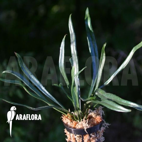 Microsorum steerei cyn. thailandicu