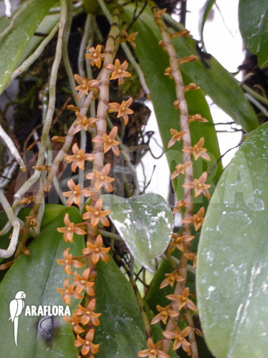 Microterangis-hildebrandtii-4