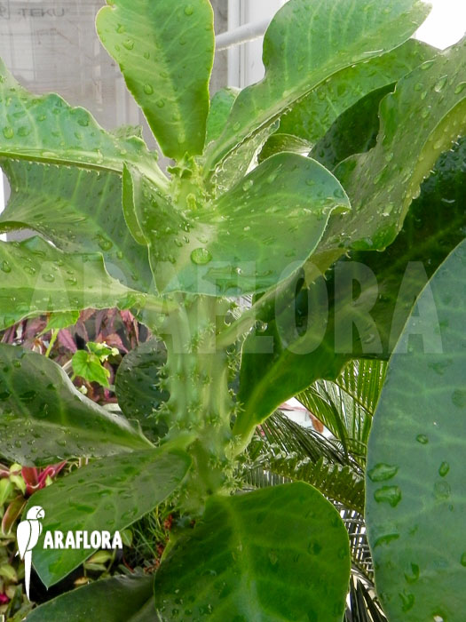 Monadenium spectabile