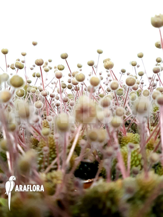 Monanthes polyphylla