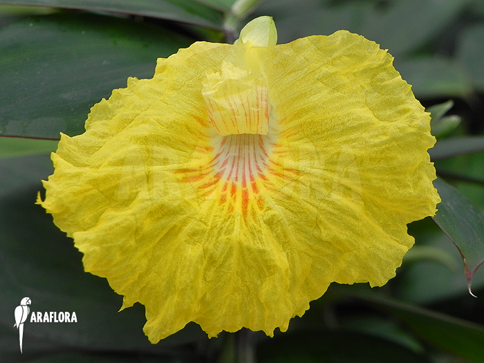 Monocostus uniflorus
