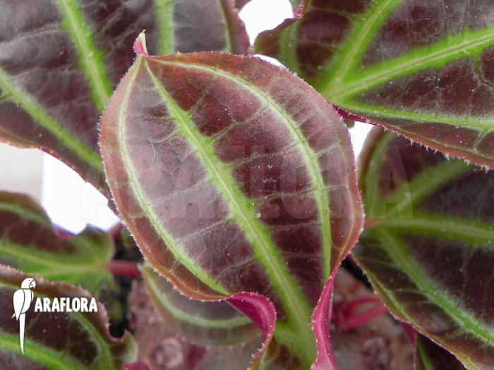 Monolena primuliflora ‘L’