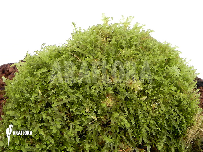 Monosolenium tenerum