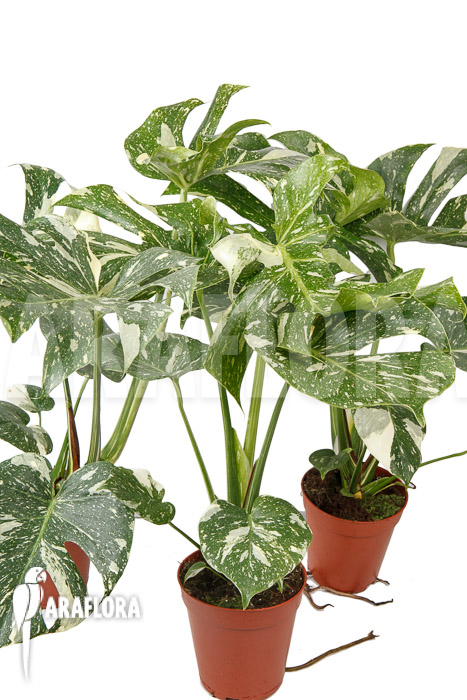 Monstera ‘Thai Constellation’ ‘M’