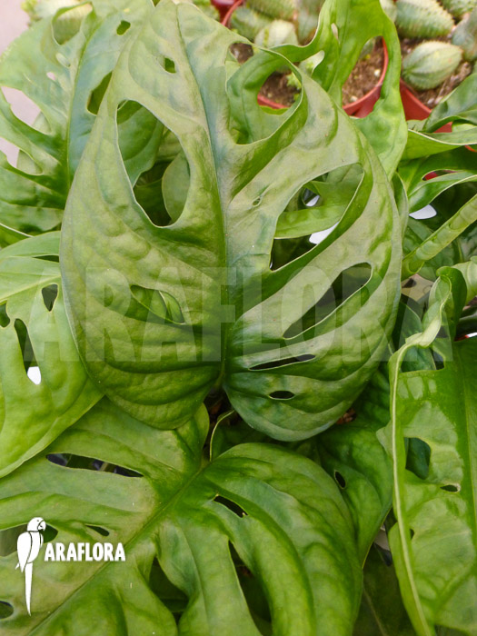 Monstera adansonii