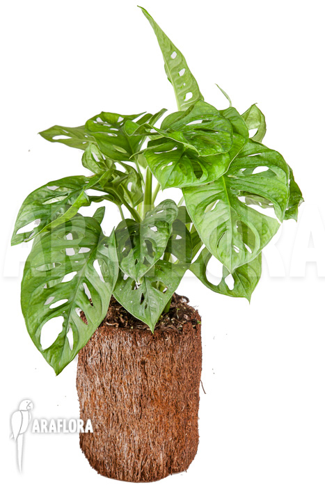 Monstera adansonii ‘Leichtlinii’