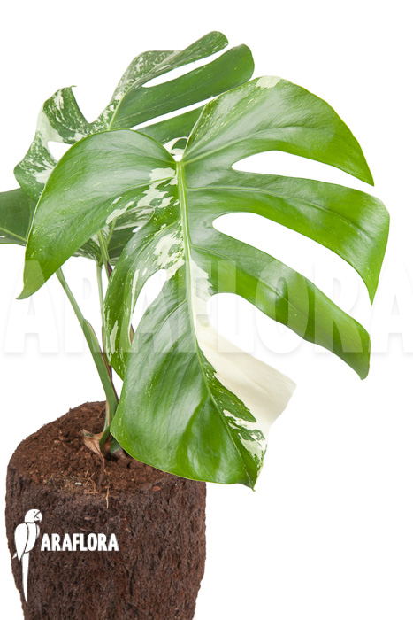 Monstera deliciosa variegata “M”