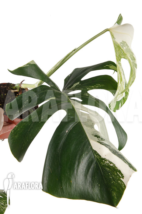 Monstera deliciosa variegata Type B ‘M’