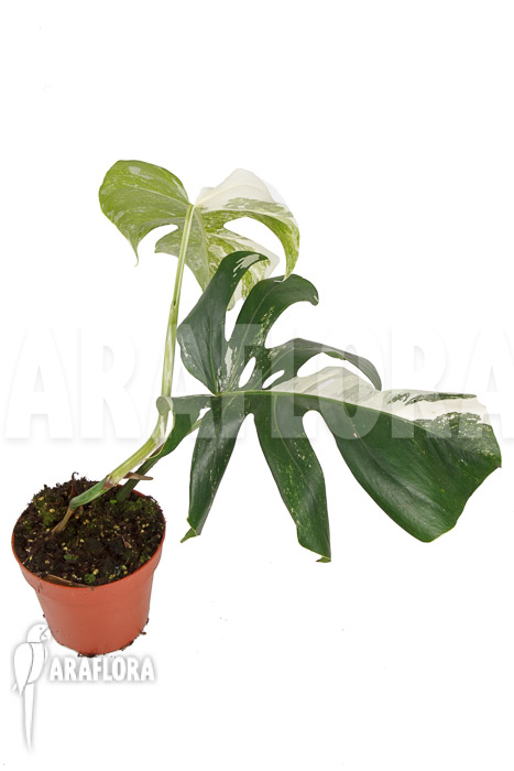 Monstera deliciosa variegata Type B ‘M’