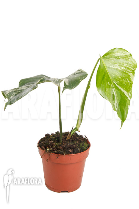Monstera deliciosa variegata White One ‘M’