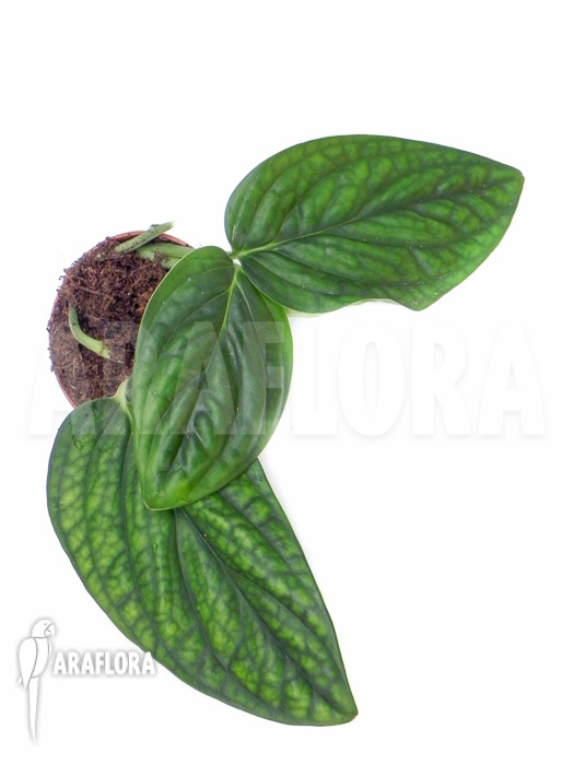 Monstera karstenianum