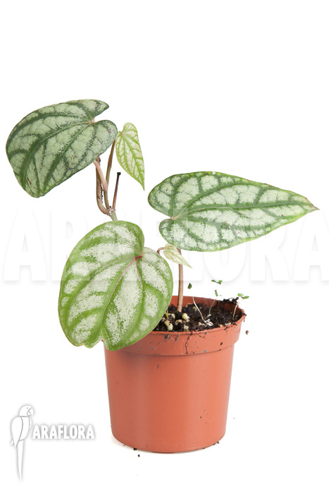 Monstera siltepecana starter