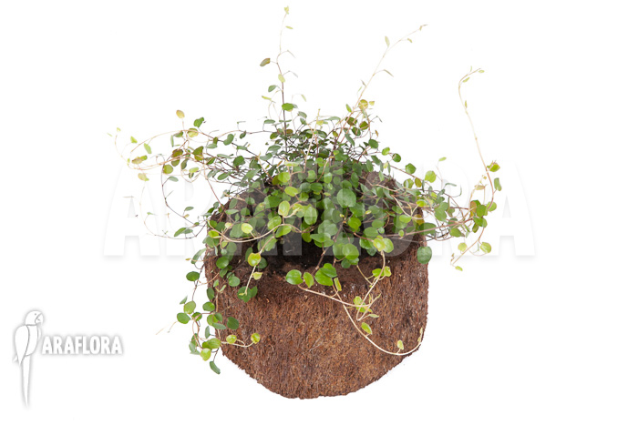 Muehlenbeckia complexa