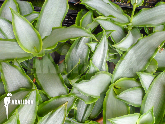 Murdannia loriformis ‘Bright-Star’