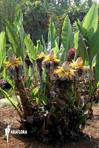 Musella lasiocarpa Kunming