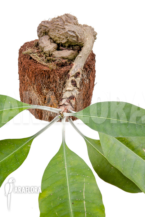 Myrmecodia tuberosa ‘XXL’