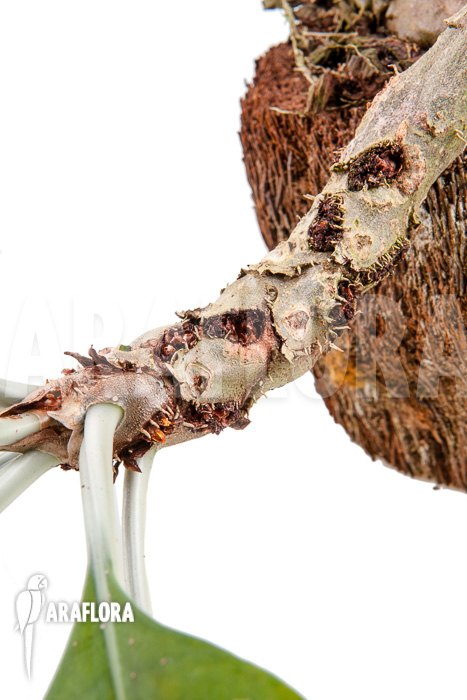 Myrmecodia tuberosa ‘XXL’